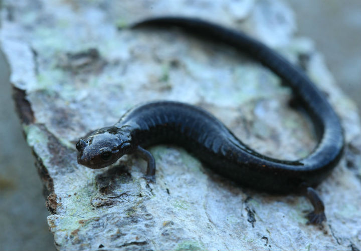 Ravine Salamander